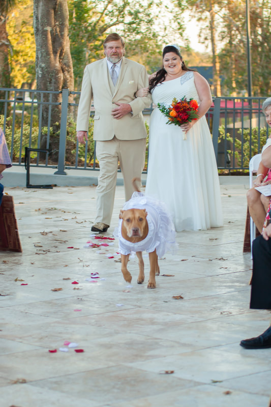 Bride coming down the aisle with her dog at wedding in Hernando FL